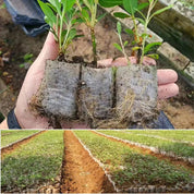EcoKweek™ | Duurzaam starten met elke plant