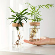 Twee RootBloom hydroponische glazen vaasjes voor plantenstekjes